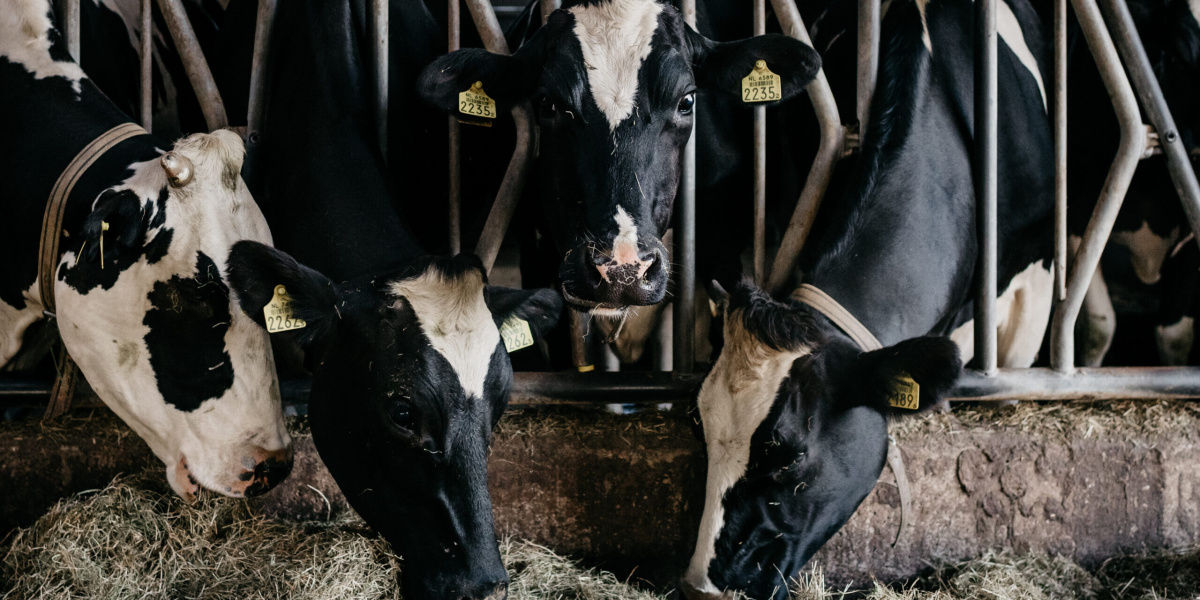 De online rantsoencursus