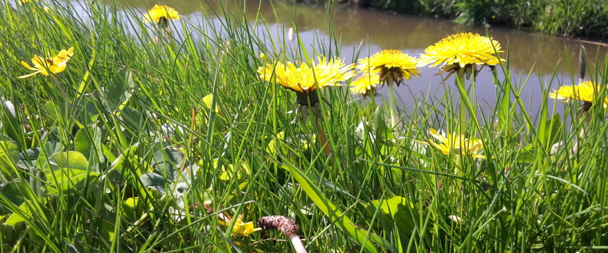 Businesscase: Paardenbloem!