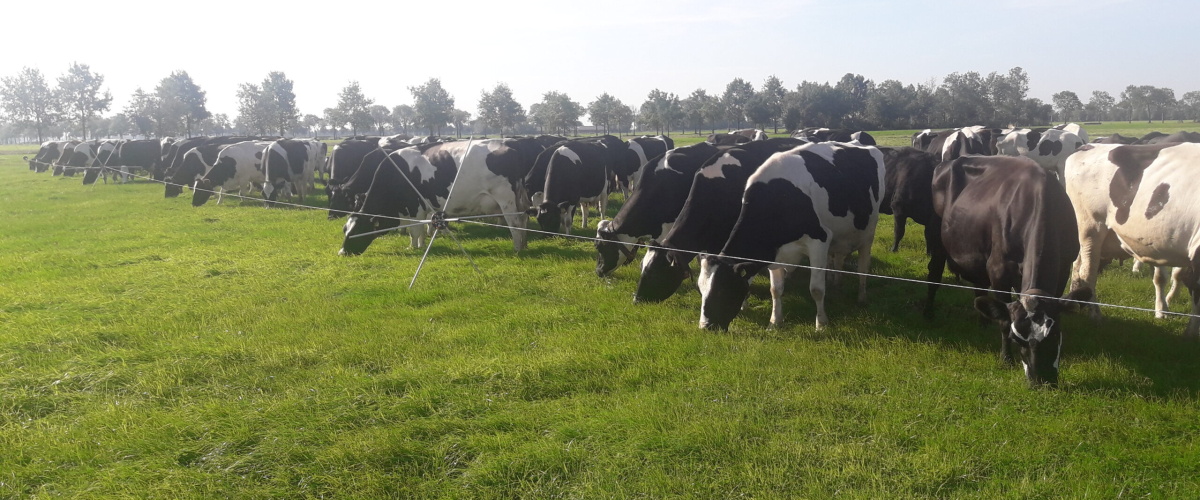 Boeren werken aan grasopbrengst in project “Bewust Boeren Gouwe Wiericke’’