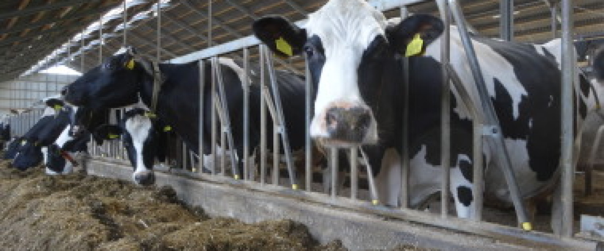 Bedrijfsportret Batenburg: Peter Aalberts