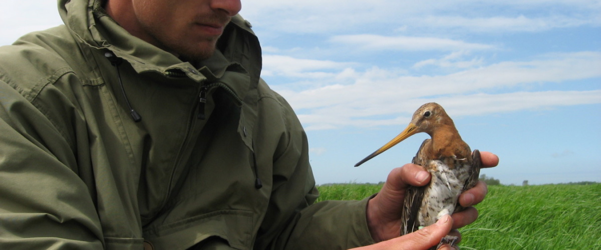 De toekomst van het weidevogelbeheer