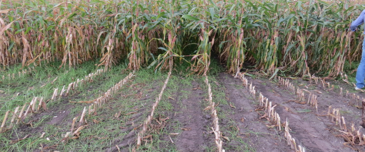 Actie nodig voor meer samenwerking akkerbouw-melkvee