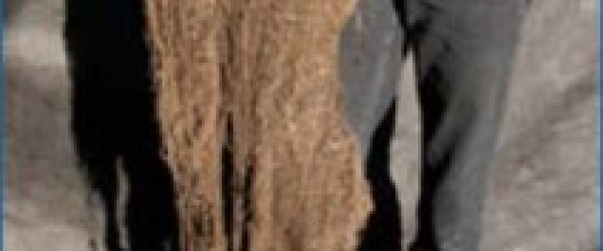 "Blijvend grasland beste bodemverbeteraar"