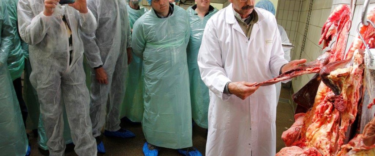 Gezonde koeien? op naar het slachthuis!