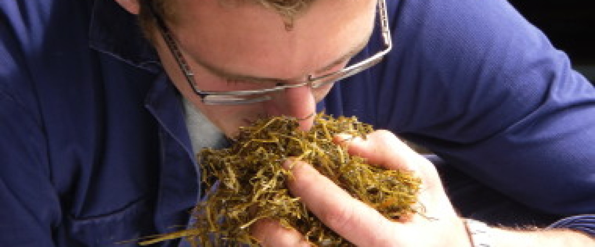 Lekker voeren van een 'slechte' kuil