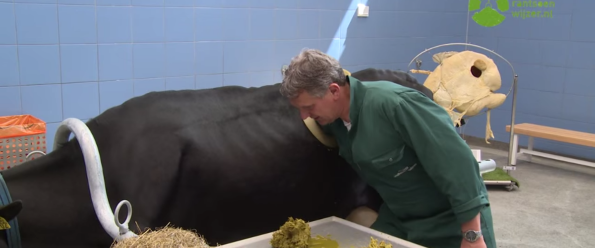 Filmpje geeft inzicht in functioneren koeienpens