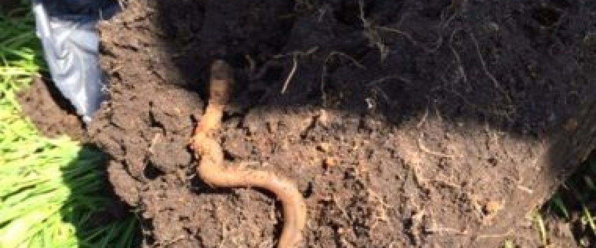 Weiden op een antieke zode!