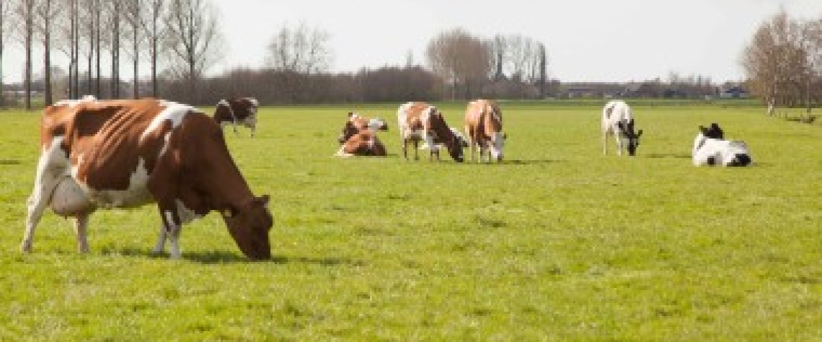 Nut en noodzaak van fosfaatrechten, 2e workshop in noord Nederland