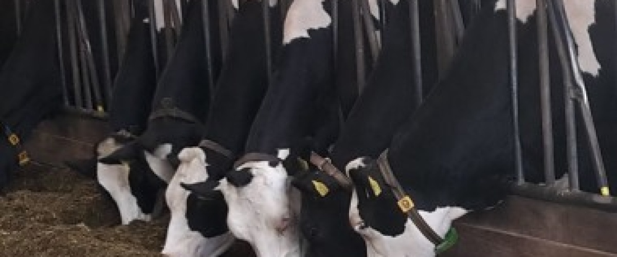 Bedrijfsportret Nico Spinhoven