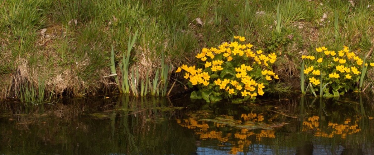Opheldering stikstofmineralisatie vanuit veen