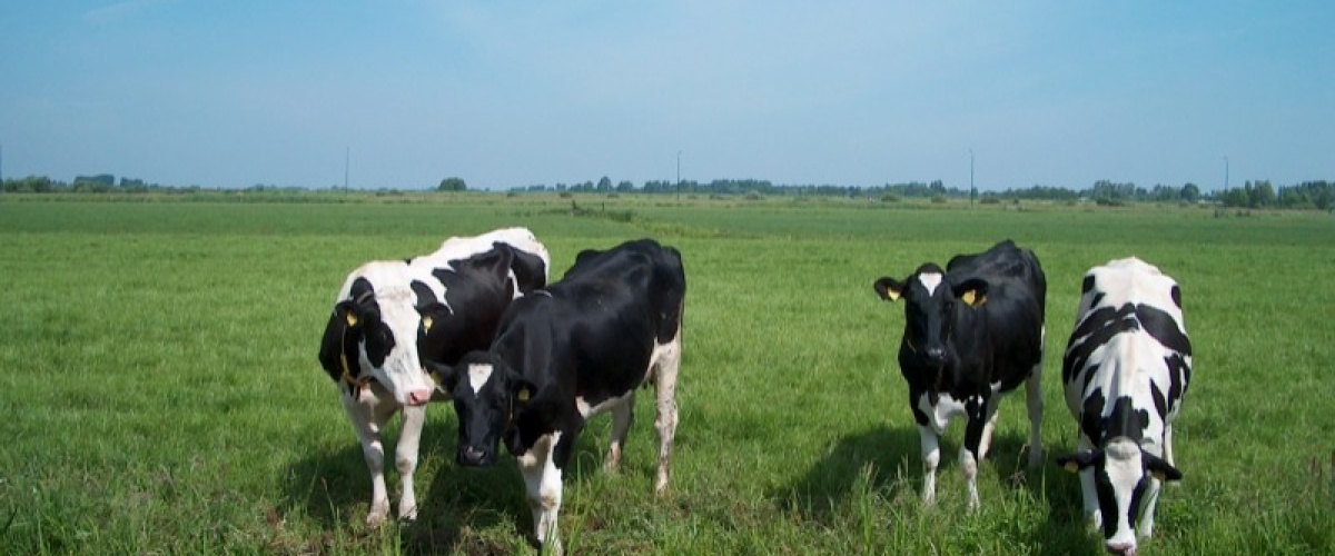 Afschaffing melkquota: bevrijdingsdag?!