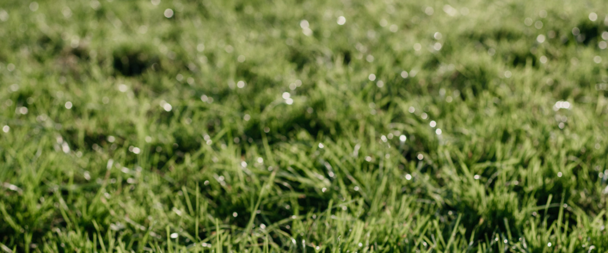 Derogatie voor melkveebedrijven met een hoge N-efficiëntie of een laag N-bodemoverschot?