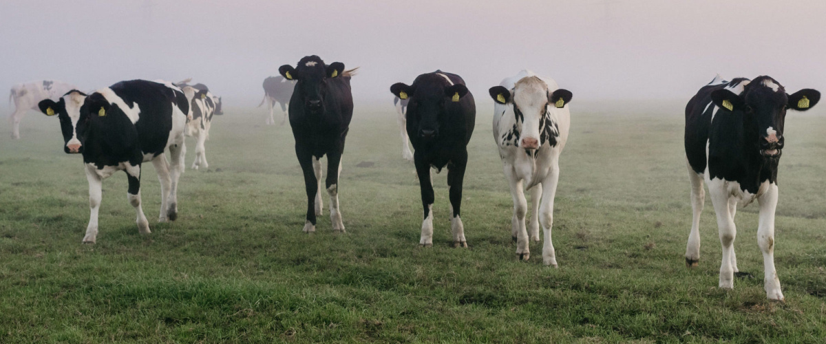 Het boerenverstand terug in de stikstofaanpak