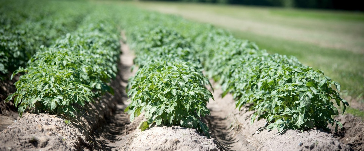 Win-win in de Zevenbergschen Hoek