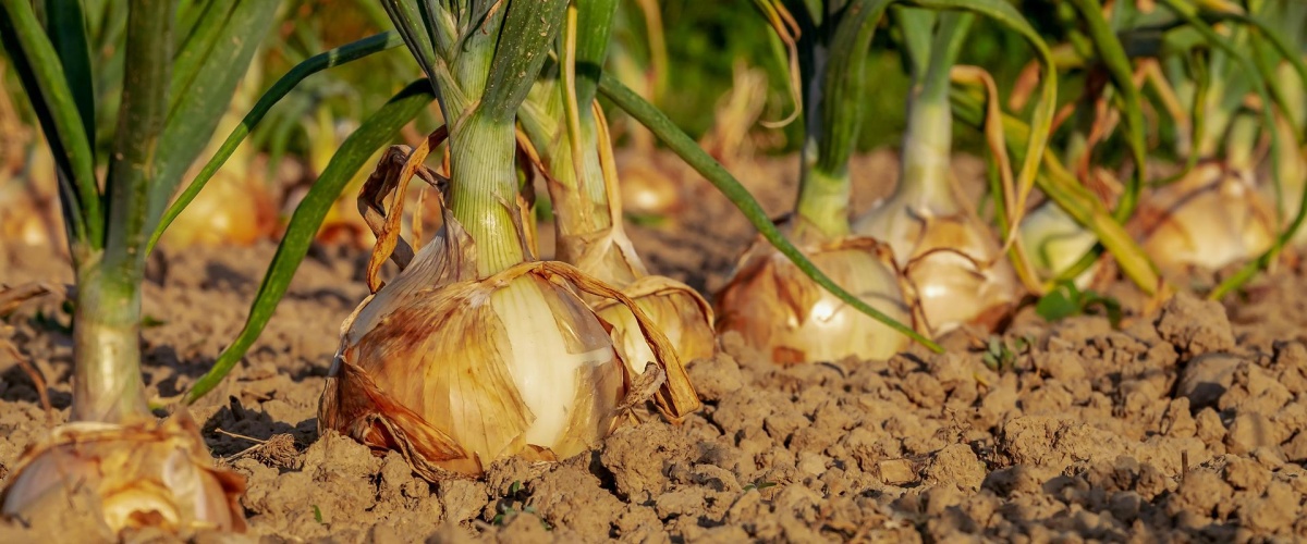 De V van voedselzekerheid