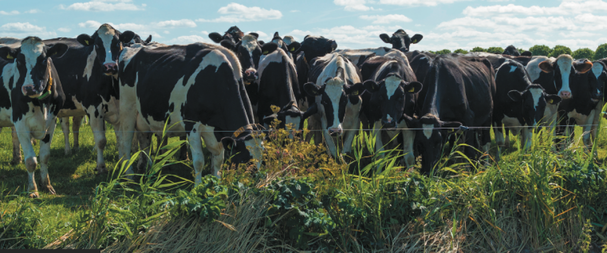 Gezonde productieve koeien met weinig eiwit