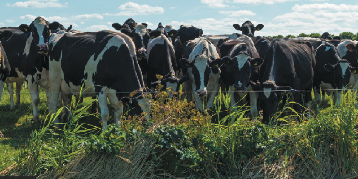 Gezonde productieve koeien met weinig eiwit