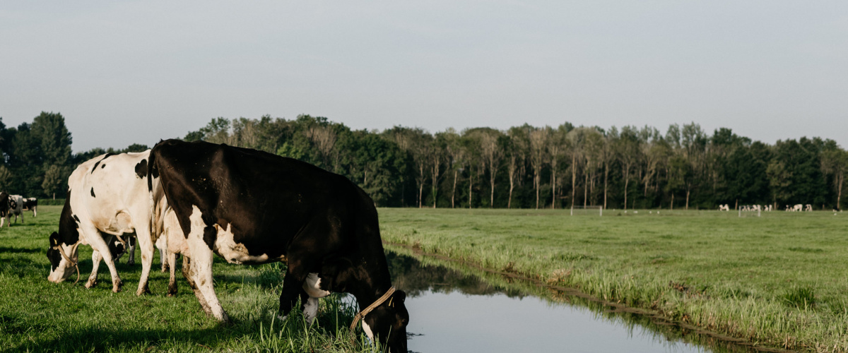 Normering 40 kg NH3/ha voor alle melkveehouders een goed idee?