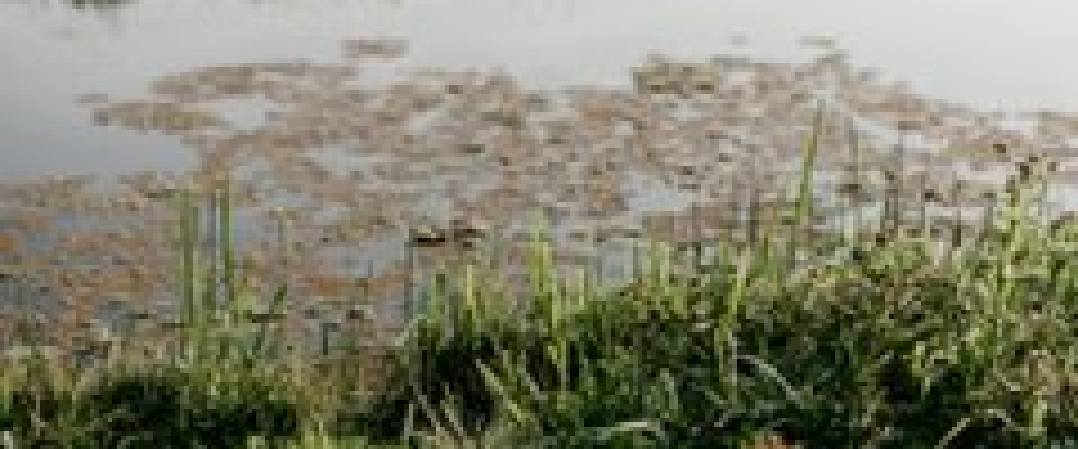 Bodempodcast #17 omschakelen biologisch: vakmanschap, vruchtwisseling en van onkruidbestrijding naar onkruidbeheersing