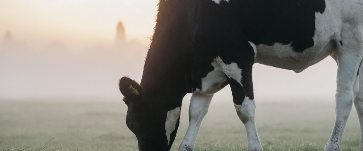 Praktijkmiddag: Koe van de toekomst op 11 juli