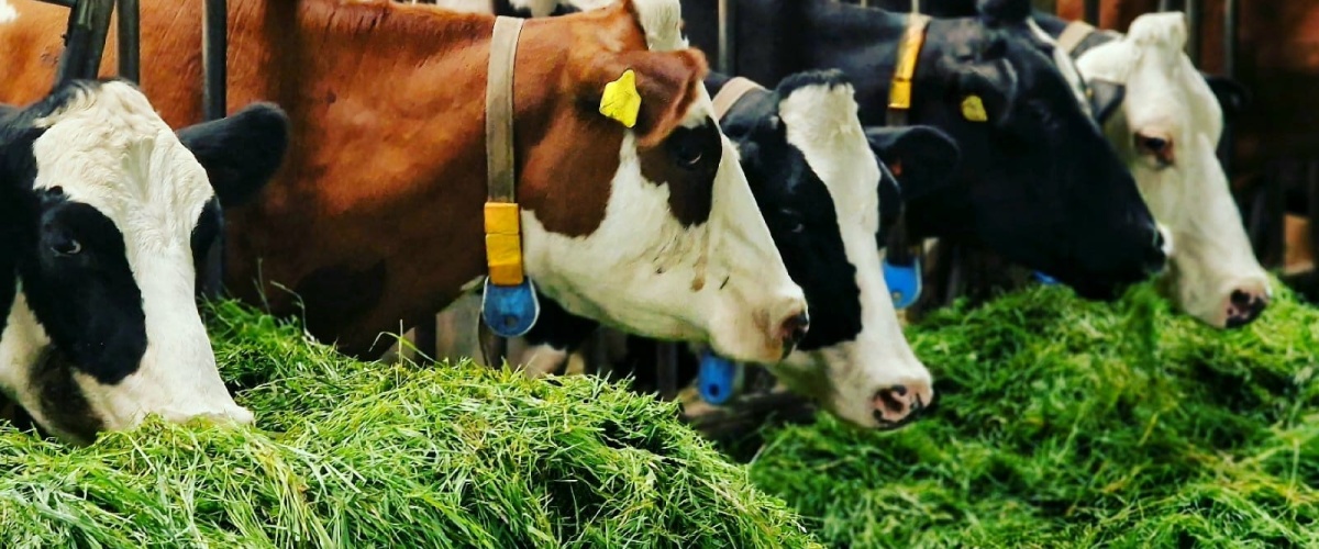 Stikstof en de mogelijkheden om managementmaatregelen van melkveebedrijven mee te nemen in het PPLG