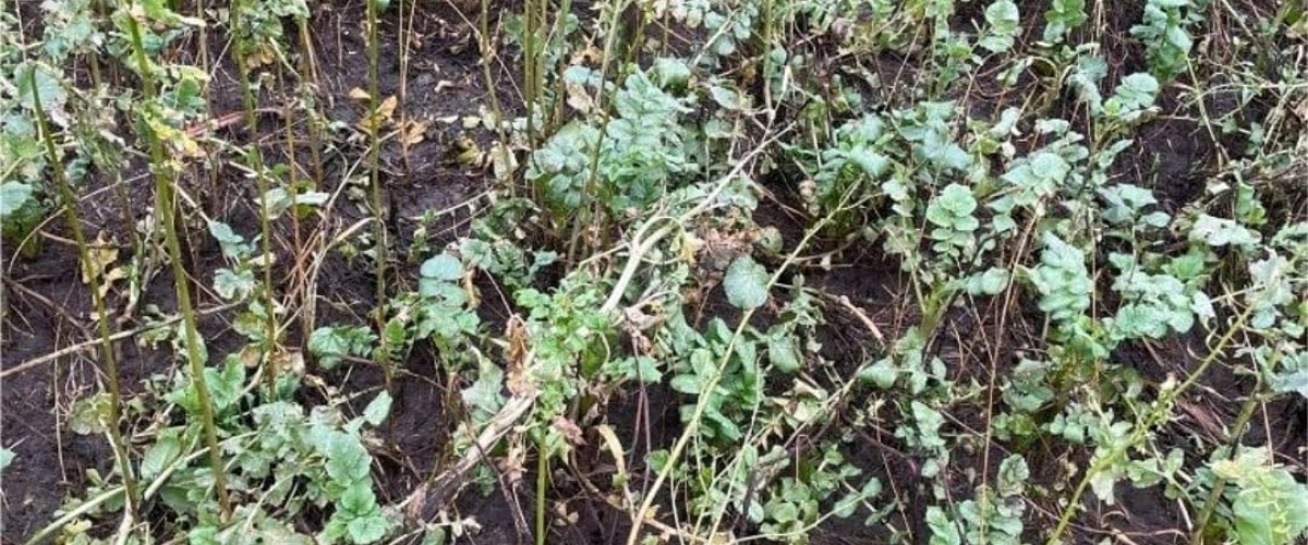 Groenbemesters, wat is de juiste keuze?