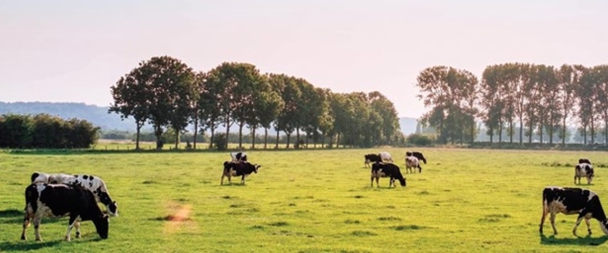 Waarom wij ons blijven inzetten voor meer weidegang?